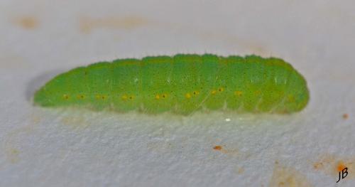 Pieris rapae